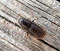 Hylurgus ligniperda